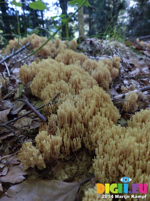 FZ008570 Strict-branch coral fungus (Ramaria stricta)